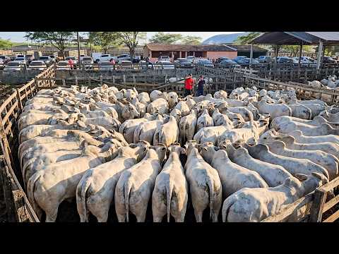 FEIRA DE GADO DE CARUARU PE, TERÇA FEIRA, (10/03/26) #nordeste