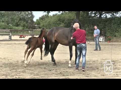 NF267 Hengstfohlen von Colore   Chepetto   Lord Calando Apple Geräte HD Höchste Qualität