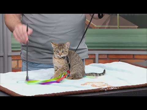 Pet Saver: Fox - YouTube
