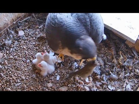 Peregrine Falcon Zamora Hiszpania - Oj , żywe śniadanie uciekło Trombie 🤣🤣