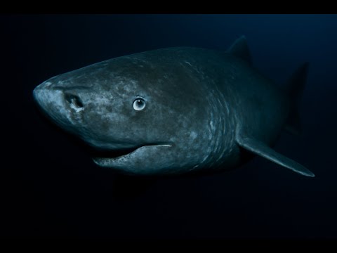 Greenland Shark: The Immortal Predator of the Arctic | 10 Mysterious Facts