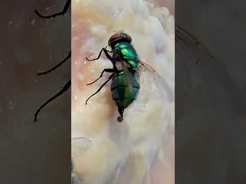 This is the reason Flies are not wanted to land on food. 🔥👀😎🫵