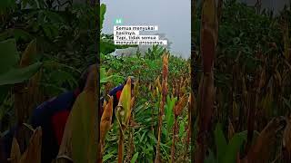 Download lagu Kegiatan Panen Jagung Poktan Al Fattah Desa Tahunan,Tegalombo,Pacitan mp3 Download lagu Kegiatan Panen Jagung Poktan Al Fattah Desa Tahunan,Tegalombo,Pacitan mp3