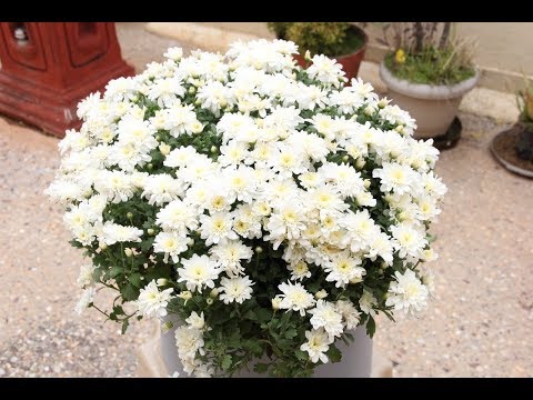 How to grow chrysanthemum plant