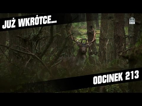 Darz Bór zapowiedź odcinka 213