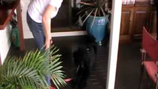 preview picture of video 'Jeff and Libby's Standard Black Poodle - Zeus'