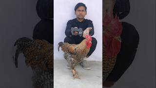 Download lagu Remote control Rooster ki testing🐓🤣#rooster #shorts #shortvideo mp3