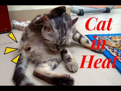 Female cat in heat meowing, mate calling | Cats In heat | Meo Cover Home