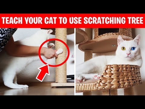 How To Teach Your Cat To Use A Scratching Tree
