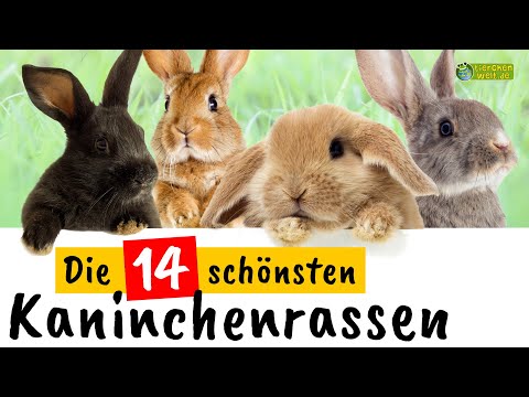 , title : 'Die 14 schönsten Kaninchenrassen'
