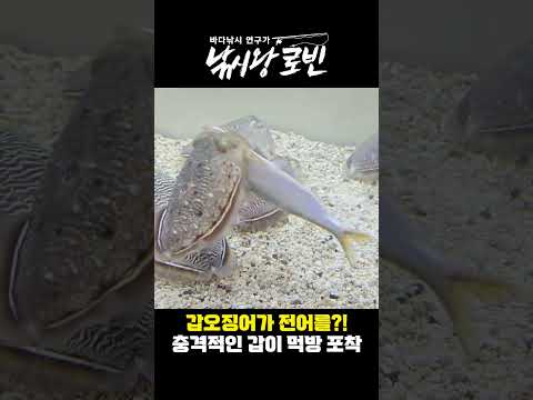 자기보다 큰 물고기를 사냥하는 갑오징어