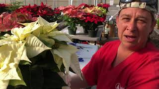 Poinsettia Care and How to Keep Them Alive Year to Year