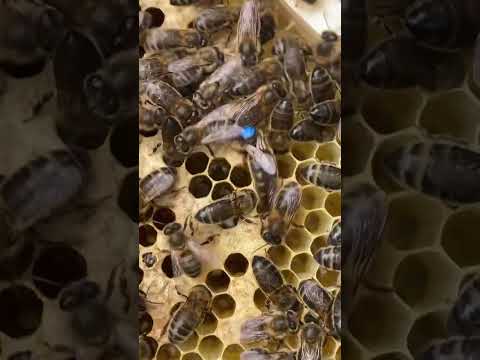 Apis mellifera mellifera - Black honey bee | #honeybee #satisfying #beekeeping