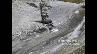 Download lagu Loncat sana sini si Meninting Kecil (Enicurus velatus) mp3 Download lagu Loncat sana sini si Meninting Kecil (Enicurus velatus) mp3