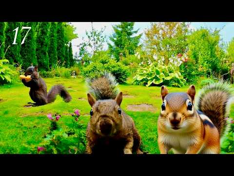 Cat TV: Ultimate Squirrel, Chipmunk, & Bird Watching in a Green Garden 🌿 HD (3 Hours) Ep. 17