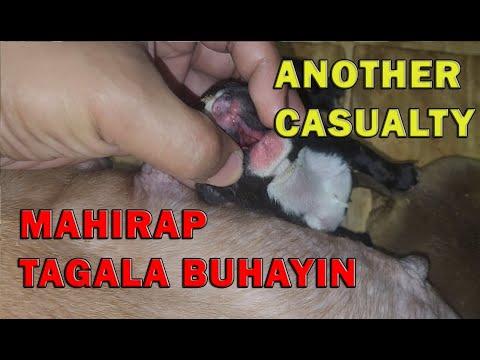 CRITICAL BULLY PUPPY CLEFT PALATE HARD TO SURVIVE AMERICAN BULLY DOG | DON RAIDER VLOG 297