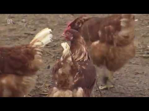 Pappeln für den Hühnerschutz | BR24