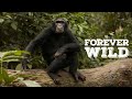 Join Jane Goodall In The Fight Against Illegal Wildlife Trafficking