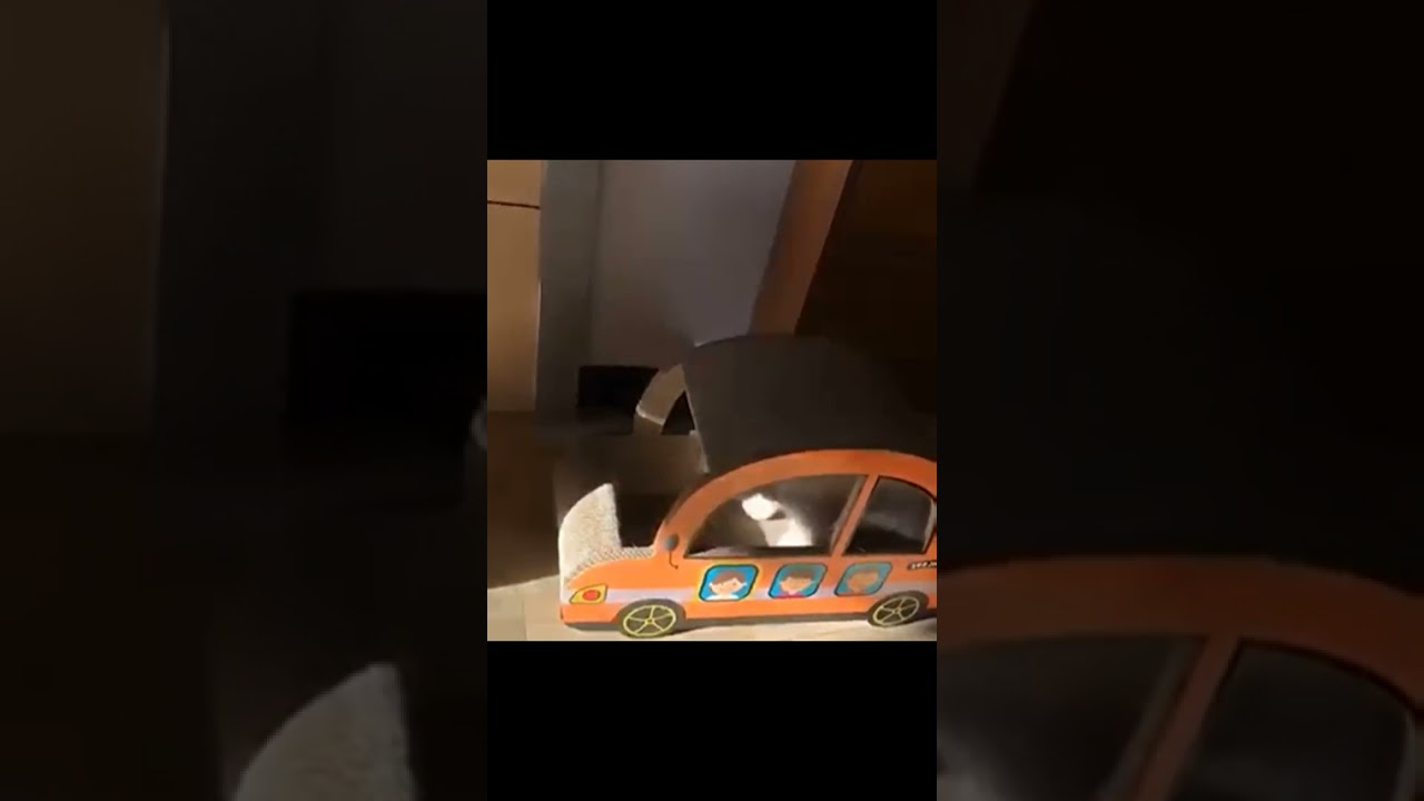 Cardboard Cat Car
