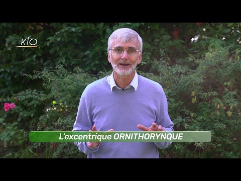 L’excentrique ORNITHORYNQUE