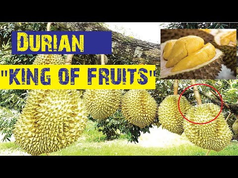 how to make  king fruit / Durian