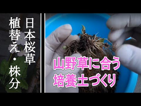 クッションサクラソウ 植物