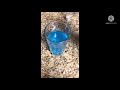Amazing Powerade ASMR