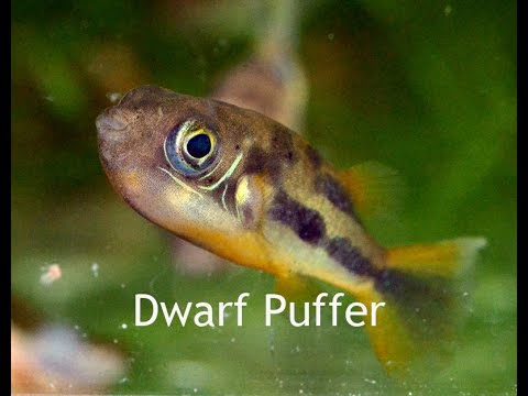 Dwarf Puffers- Small and Sassy!