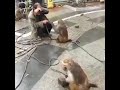 Monkey Funny Show Punjabi Trending Videos