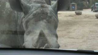 preview picture of video 'Incontro tra un rinoceronte e la mia Auto nuova...'