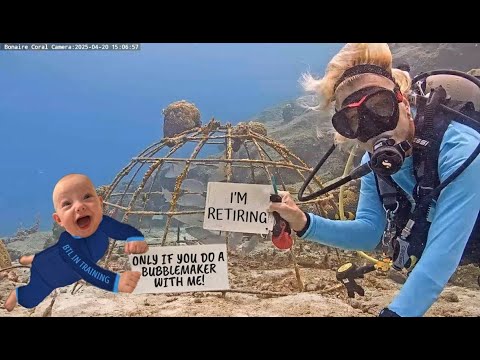 Bonaire Coral Reef Webcam in NL live webcam