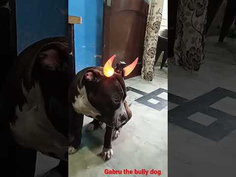 #shorts #funny #ytshorts #trending #hashtag #dog