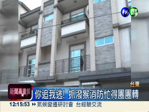 潑猴大鬧民宅 消防"抓猴"忙翻天!