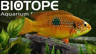 INSANELY Detailed Aquarium Simulator! | Biotope Gameplay