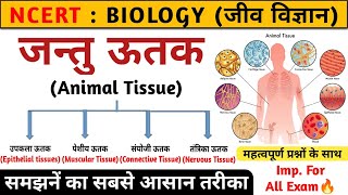जन्तु ऊतक | Animal tissue in hindi | jantu utak | Biology | Study vines official