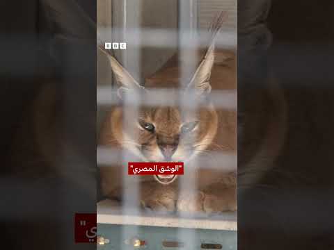 فيديو | الوشق المصري يهاجم جنوداً إسرائيليين