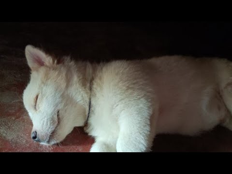 🐶Oscar no puila swiming khy rimane😘||bapi h Debbarma||