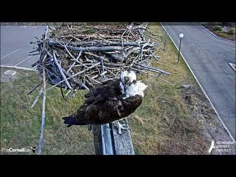 Hellgate Ospreys * Iris & Louis Return from Migration * Several Visits to the Nest