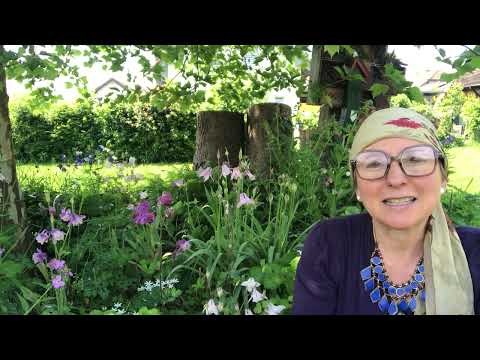 Akelei -  Marienblume im Mai