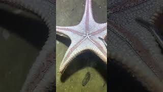 I catching seafood on the seafloor-P1022-2.#fishing #ocean #deepsea #nature #beach