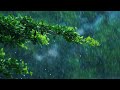 Rain Status WhatsApp Status Video Feel The Music Barish Status Monsoon Status Raining ️