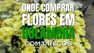 Where to Buy Flowers in Holambra - Everything with Prices