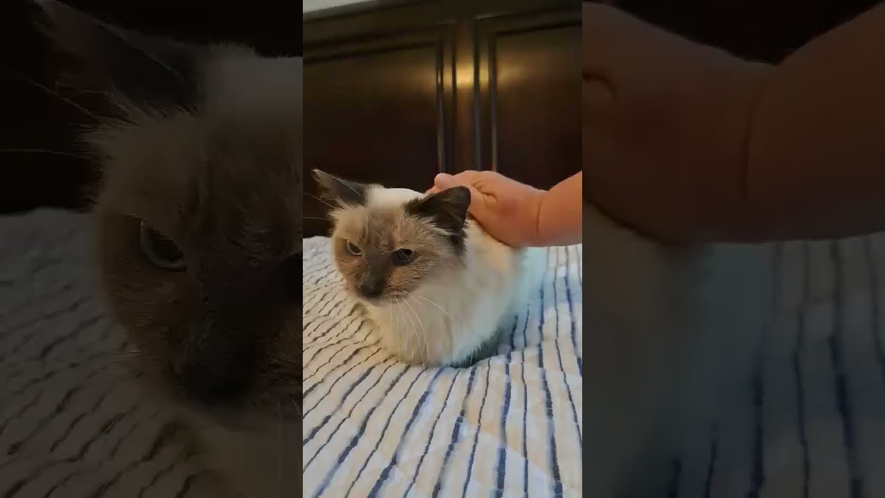 Enlarge Daria, a Adoptable Domestic Long Hair in Groveland, MA video 5/5