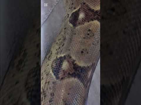 ✨🐍(reposted & edited vid)#snake #viral #shorts #foryou #reptiles #animals #fypシ#boaconstrictor