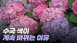 [핫클립] 흙의 산성도에 따라 수국의 색이 바뀐다? / YTN 사이언스