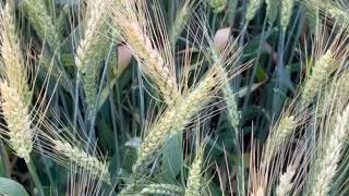 Měkk&aacute; ozim&aacute; p&scaron;enice Slava Unavi, elita | Obr&aacute;zek 5 - Agroline