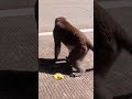 MANY MORE OF MONKEYS IN PANDANON NEGROS OCCIDENTAL