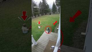 Download lagu Aksi Heroik Seekor Kucing Selamatkan Bayi mp3 Download lagu Aksi Heroik Seekor Kucing Selamatkan Bayi mp3