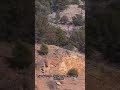 I Locked Eyes With Sasquatch Colorado Bigfoot Encounterstory