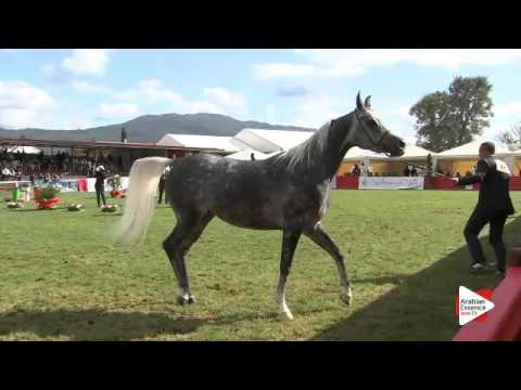 N.33 NATISSE REGALIS - Arezzo 2015 - 4-6 year old mares (Class 4)